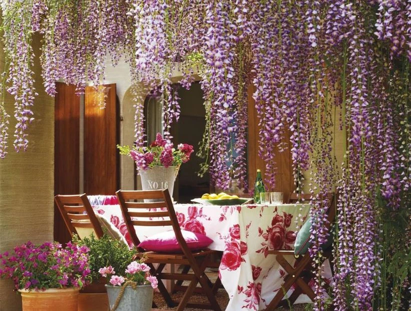 Glicina: la planta trepadora perfecta para cubrir tu pérgola