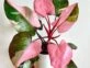 Filodendro rosa: la planta de interior más chic para decorar con mucha onda