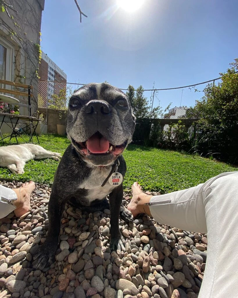 Indiana, la perrita de Luli Fernández que falleció este miércoles