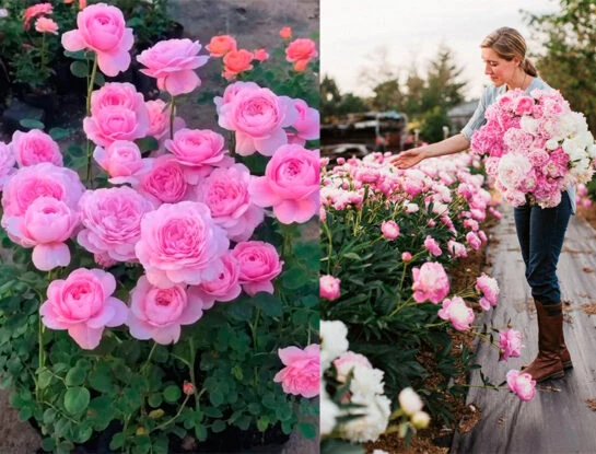 El desafío de tener peonías en casa: la flor favorita del jardín