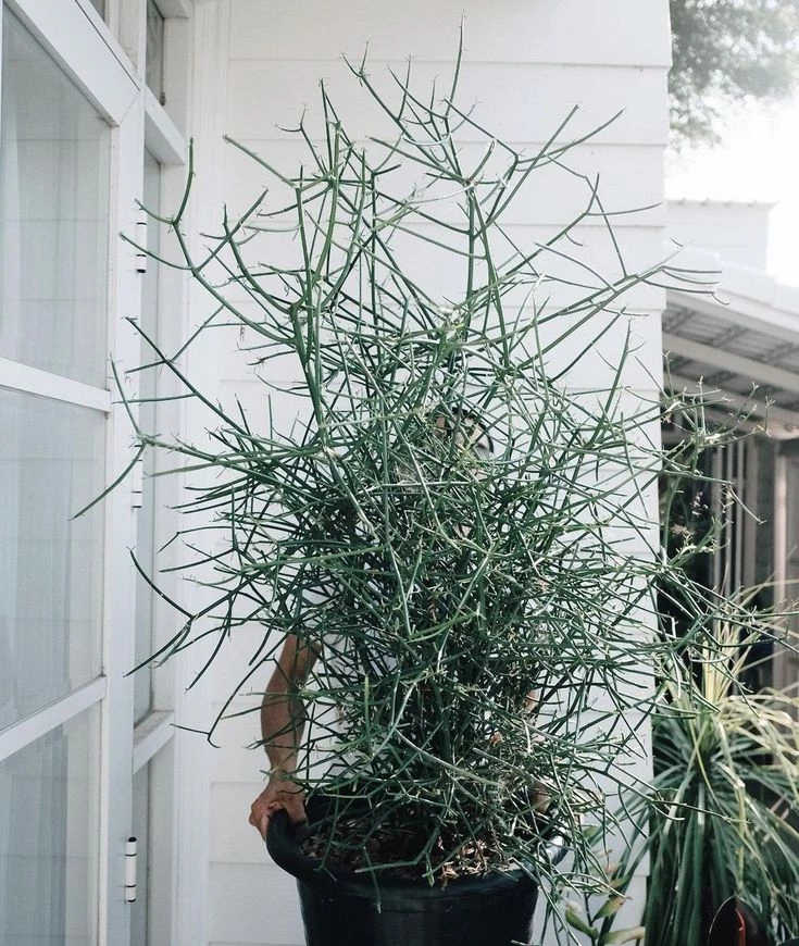 Árbol de dedos, Palo de Dedos, Disciplinilla de cuba, Palillos Chinos, Arbusto de Leche, Palitroque