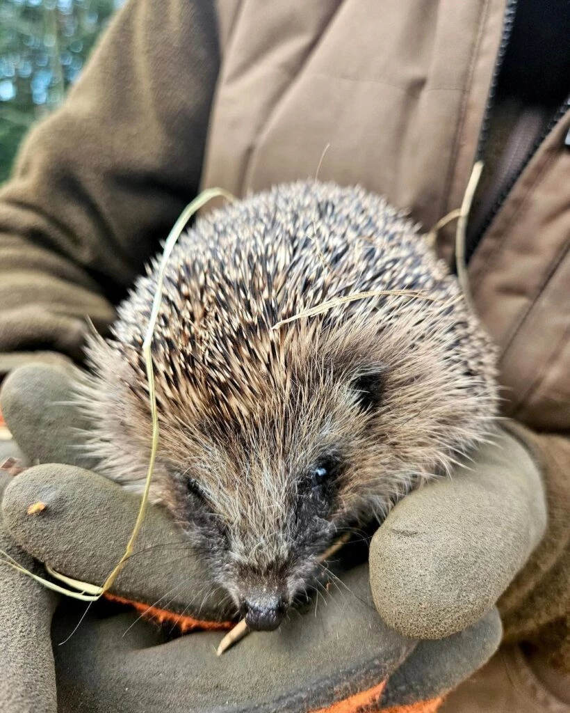 Máxima adoptó tres erizos.