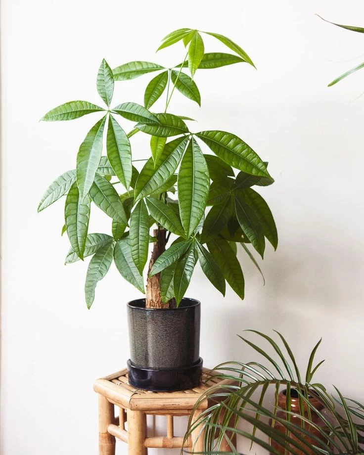 Pachira o arbol del dinero