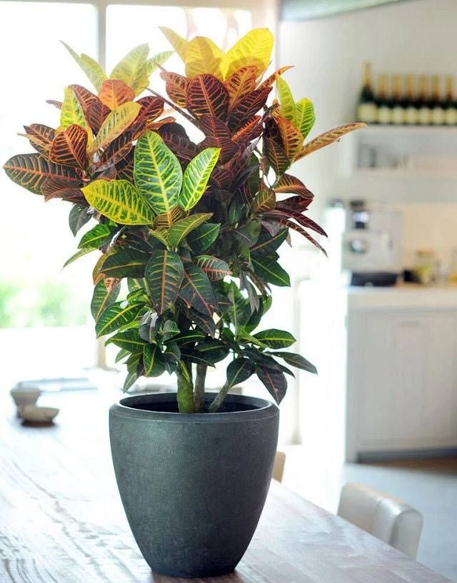 9 consejos para cuidar tus plantas de interior