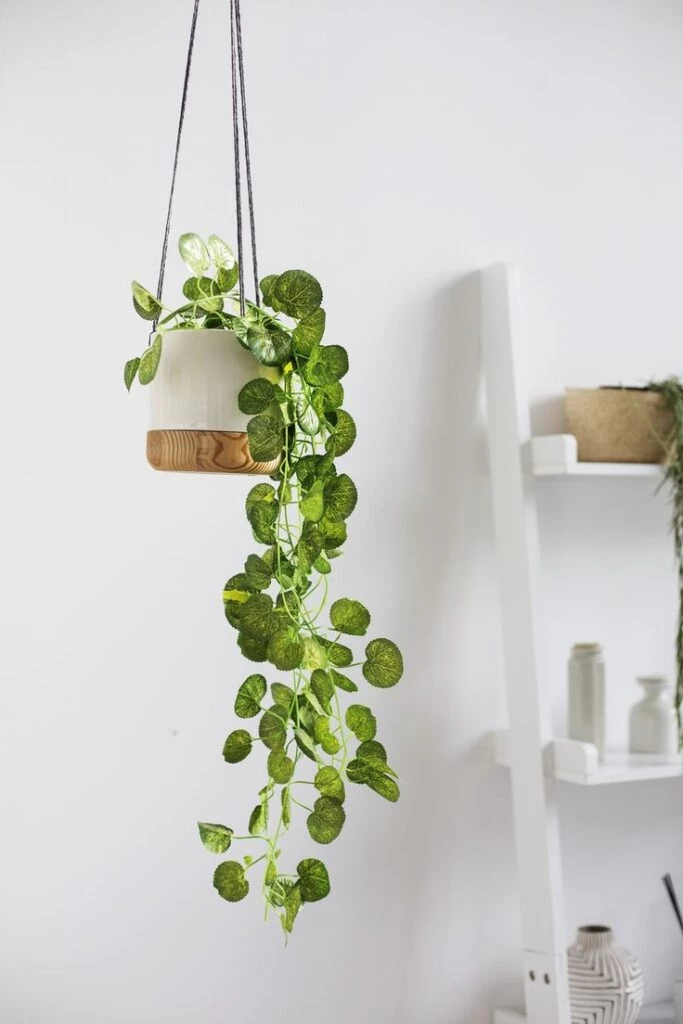 9 consejos para cuidar tus plantas de interior