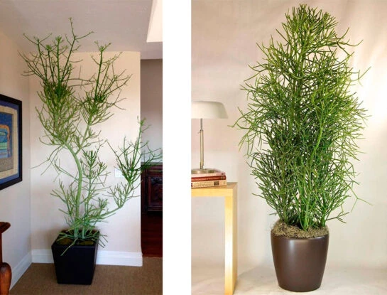 Árbol de los dedos, la planta curiosa que ya es tendencia deco para adentro y exteriores