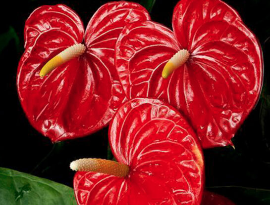 Anturio rojo, la planta que atrae la vitalidad y la buena energía a tu hogar