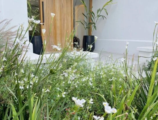 3 plantas perfectas para armar un cantero fresco y silvestre en tu jardín