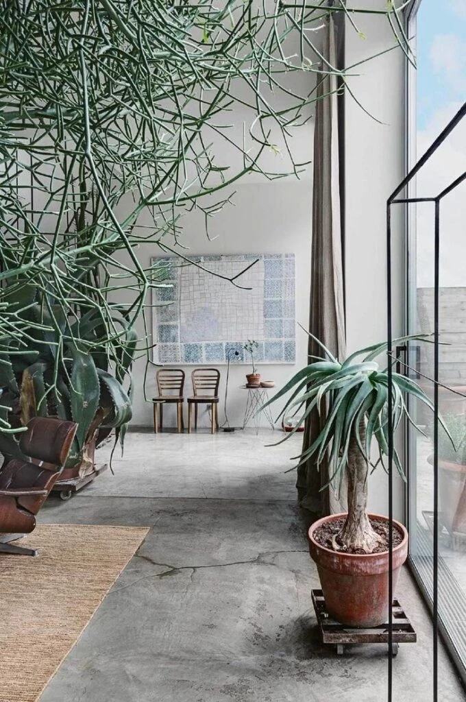 Árbol de dedos, Palo de Dedos, Disciplinilla de cuba, Palillos Chinos, Arbusto de Leche, Palitroque