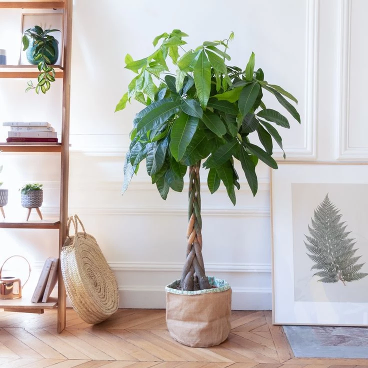 Pachira o arbol del dinero