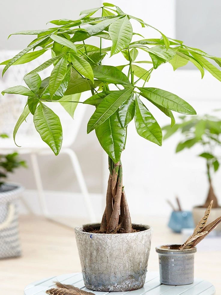 Pachira o arbol del dinero