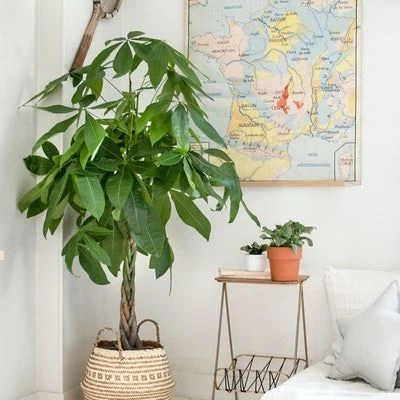 Pachira o arbol del dinero