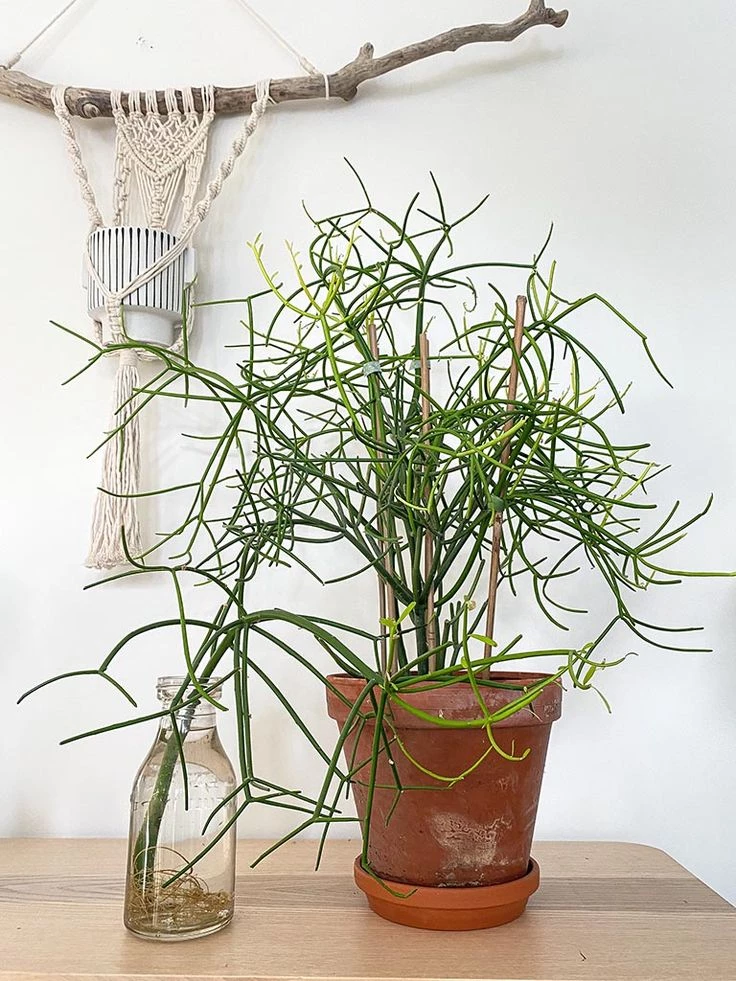 Árbol de dedos, Palo de Dedos, Disciplinilla de cuba, Palillos Chinos, Arbusto de Leche, Palitroque