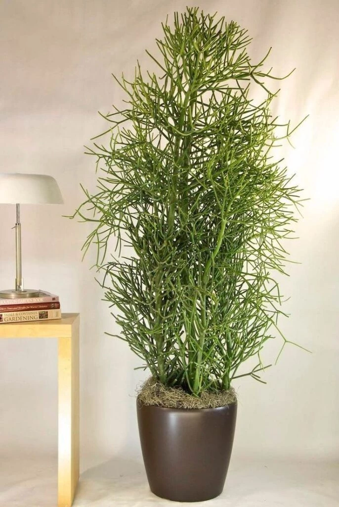 Árbol de dedos, Palo de Dedos, Disciplinilla de cuba, Palillos Chinos, Arbusto de Leche, Palitroque