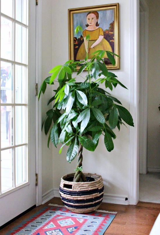 Pachira o arbol del dinero