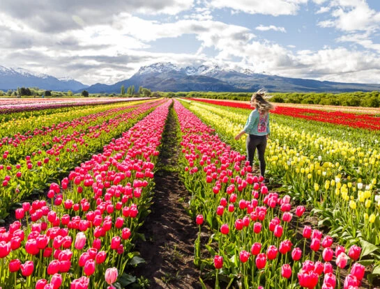 Manual de Jardinería: así es el increíble campo de tulipanes de Trevelin