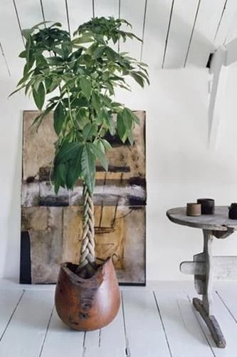 Pachira o arbol del dinero