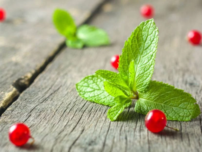 Ritual de menta: actúa contra la envidia y atrae prosperidad