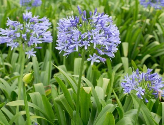 Agapanto: todo lo que tenés que saber sobre la flor más elegida para decorar patios y jardines