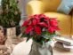 Las plantas navideñas más lindas para decorar tu casa en estas Fiestas