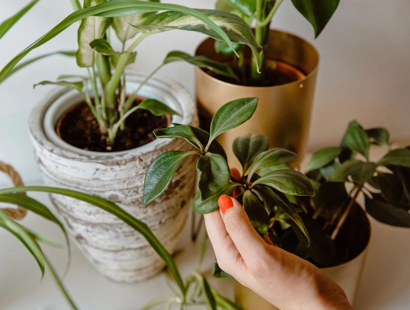Feng Shui: la planta que no puede faltar en tu negocio para atraer la abundancia en 2024