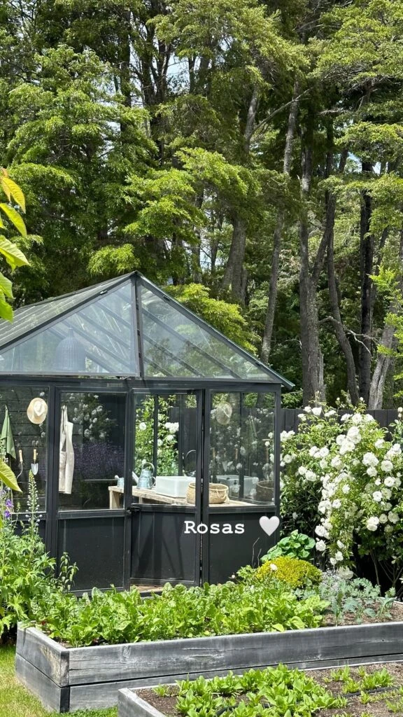 rosas blancas de juliana awada