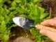 Trucos de jardinería: cómo usar el bicarbonato de sodio para cuidar tus plantas