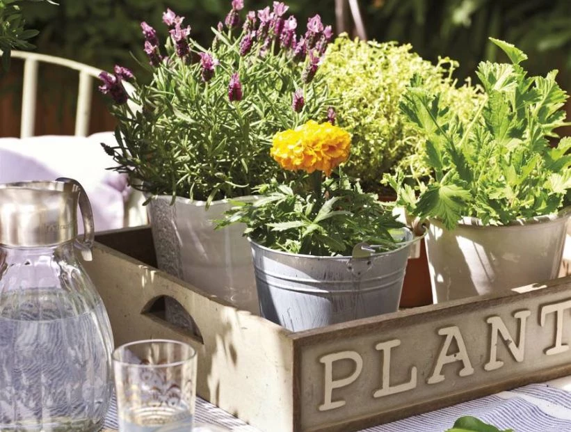 7 plantas antimosquitos que sí funcionan y decoran tu casa