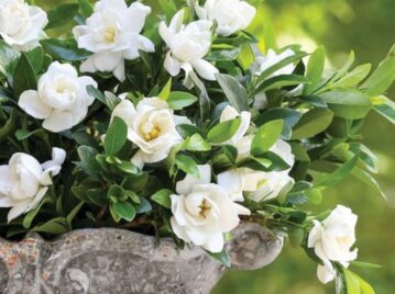 Manual de Jardinería: cómo cosechar las flores del jazmín del Cabo para lograr una nueva floración en marzo