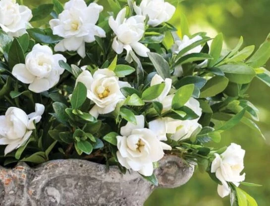Manual de Jardinería: cómo cosechar las flores del jazmín del Cabo para lograr una nueva floración en marzo