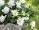 Manual de Jardinería: cómo cosechar las flores del jazmín del Cabo para lograr una nueva floración en marzo