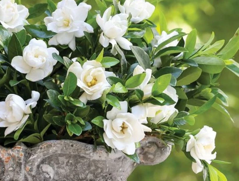 Manual de Jardinería: cómo cosechar las flores del jazmín del Cabo para lograr una nueva floración en marzo