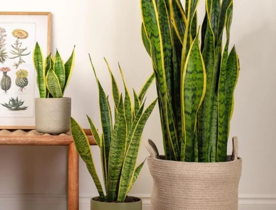 Feng Shui: 4 espacios donde NO deberías colocar la sansevieria