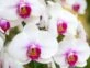 Trucos de jardinería: cómo 'revivir' una orquídea marchita