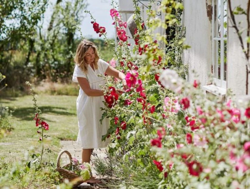 4 plantas de bajo mantenimiento para decorar canteros