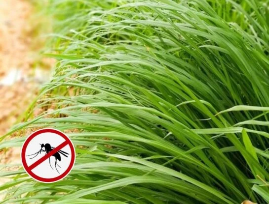 Cómo usar la citronela para ahuyentar a los mosquitos en verano
