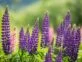 Lupino: la planta perfecta para decorar tu jardín y no preocuparte por las plagas
