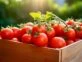 Manual de Jardinería: trucos que seguro no conocías para cultivar tomates cherry