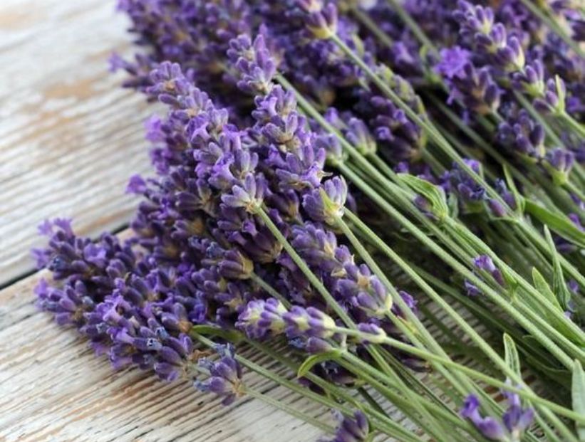 Cómo usar la lavanda para ahuyentar los mosquitos en verano