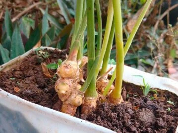 Manual de Jardinería: cómo reproducir jengibre de forma fácil y efectiva