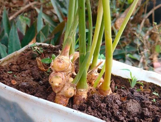 Manual de Jardinería: cómo reproducir jengibre de forma fácil y efectiva