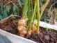Manual de Jardinería: cómo reproducir jengibre de forma fácil y efectiva