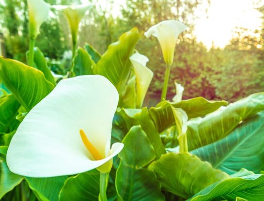 Manual de Jardinería: el truco que seguro no conocías para tener las calas más lindas