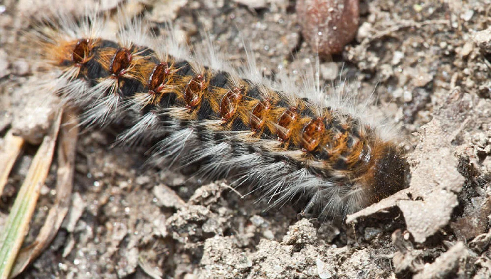 Qué le pasó a Jamie Dornan: el actor de “50 sombras de Grey” fue internado en grave estado
