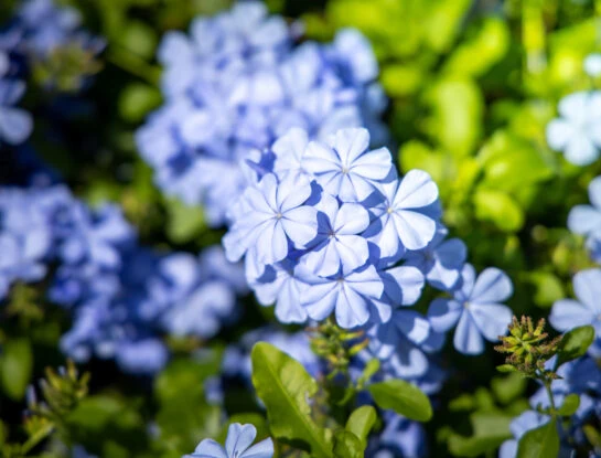 Jazmín del cielo: la planta del color más original para decorar patios, jardines y fachadas