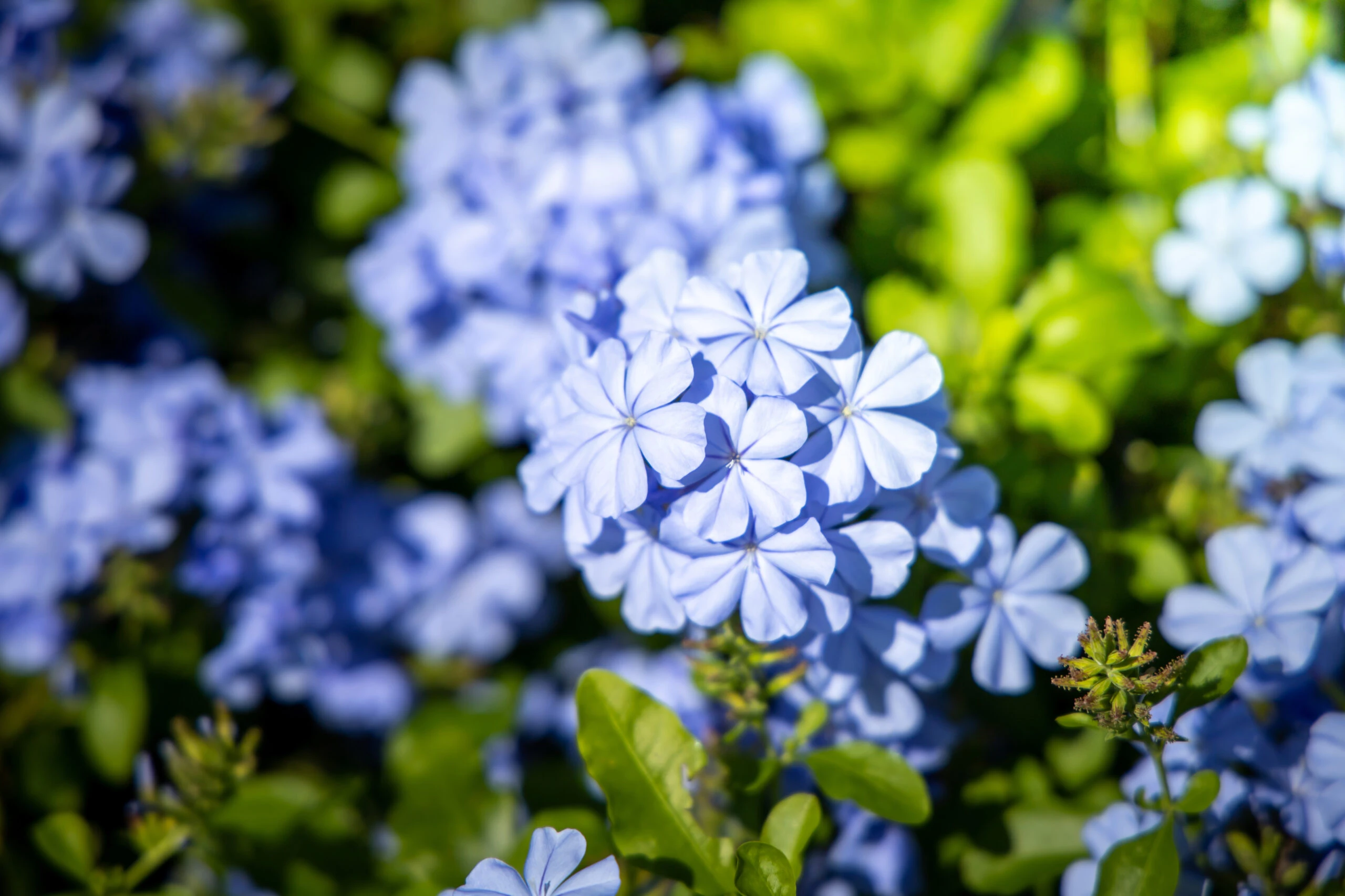 Jazmín del cielo: la planta del color más original para decorar patios, jardines y fachadas