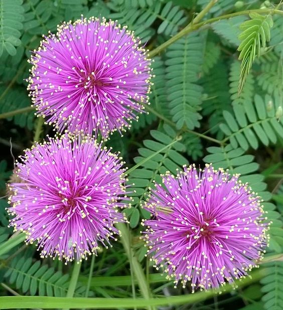 Mimosa sensitiva: todo lo que tenés que saber sobre la planta que tocás ...