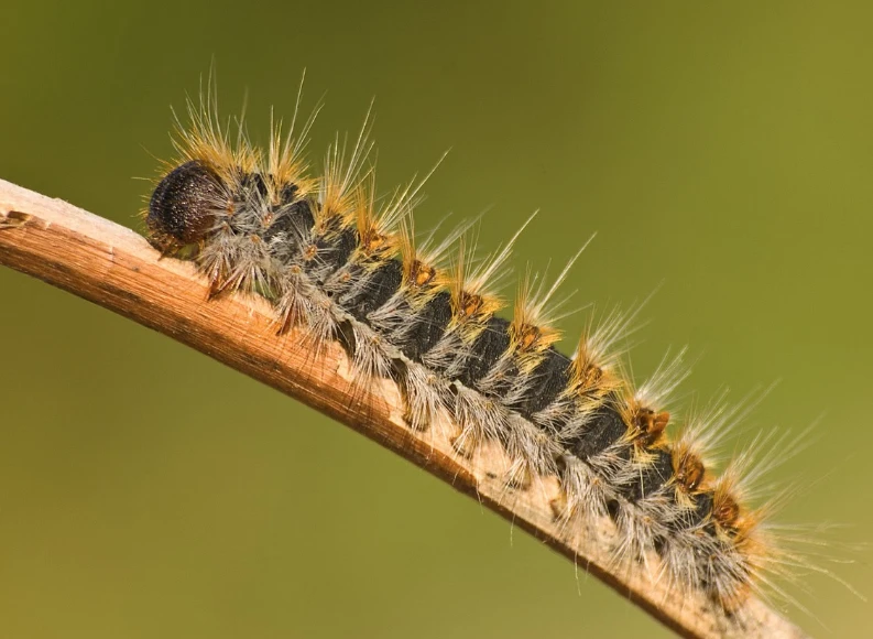 Oruga procesionaria: puede ser venenosa.