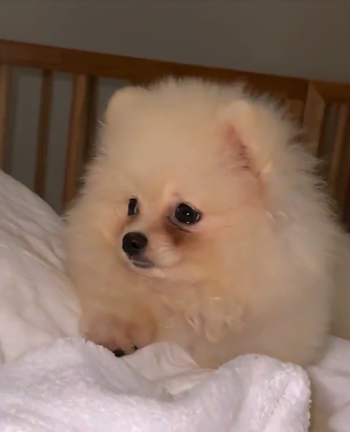 Sarah Burlando con Blue, la perrita que Cristian Castro le había regalado a Susana, pero no aceptó.