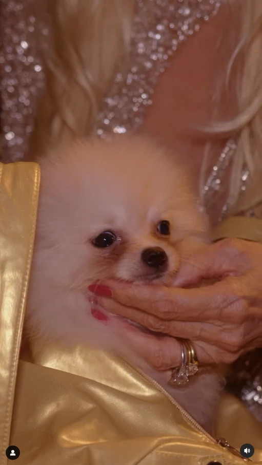 Susana descubre que dentro del bolso que le regaló Cristian Castro hay un perrito.